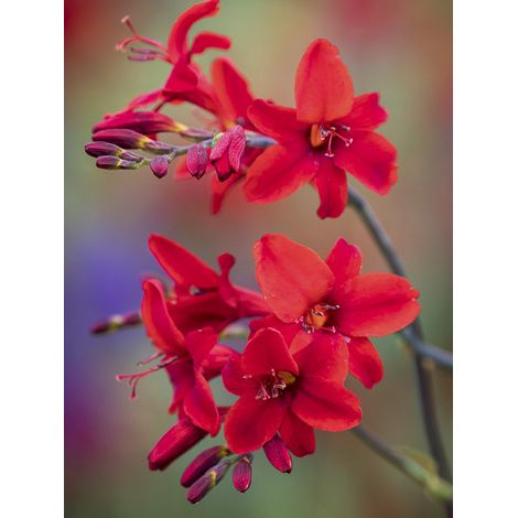 Montbrétia 'Hellfire' Godet de 8/9 cm