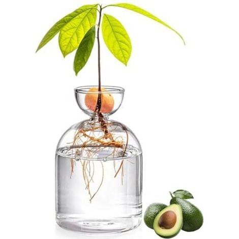 Vase à Avocat en Verre 5,3 Pouces - Kit de Culture d'Arbre Transparent pour Démarrage de Graines - Petit Pot de Plantes (1/5)