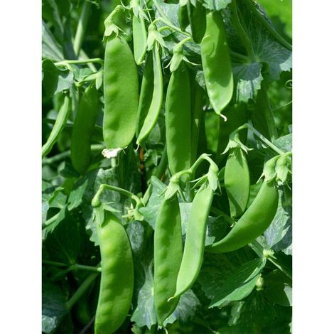 Graines de Pois Mange-Tout – 30 graines pour jardin et potager, saveur sucrée (1/5)