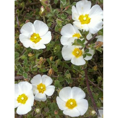 Ciste obtusifolius Pot de 2L/3L (1/3)