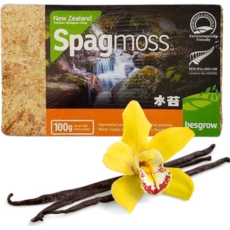 Muschio di torba pressato Muschio di sfagno 8l bricchette 100g per terrario Spagmoss Besgrow