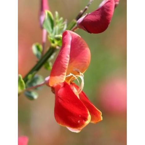 Genêt 'Red Favorite' Pot de 2L/3L (1/3)