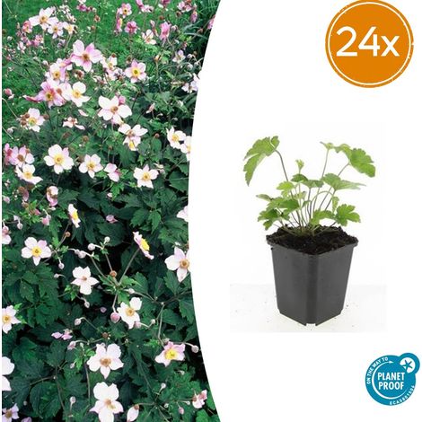 Lot de 24 Anémones Robustissima - Plantes Vivaces à Fleurs Bleu-Violet - Ø9cm - 10-25 cm - PANGIVO (1/5)