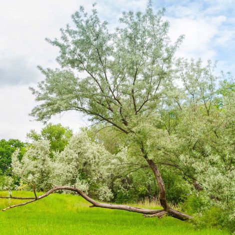 Pépinières Naudet – Olivier de Bohême – Arbre caduc de plus de 5m – Fleurs jaunes odorantes en mai-juin – Excellente rusticité jusqu'à -15°C (1/4)