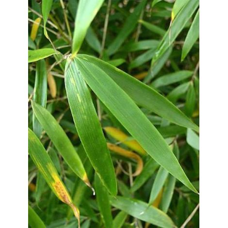 Fargesia robusta 'Pingwu' Pot de 4L/5L (1/2)