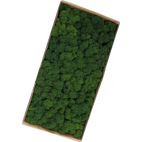 Mousse préservée, décoration murale d'art de jardinage, accessoires décoratifs de Micro paysage en vrac (1/5)
