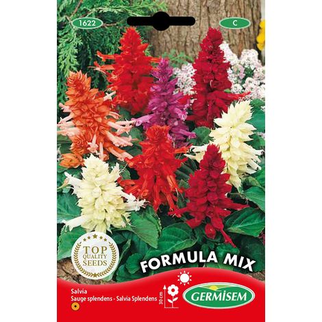 Graines Sauge splendens FORMULA MIX (1/2)