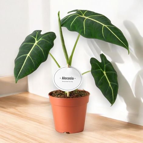 Gardenaria Alocasia 'Frydek' - Pianta da interno ornamentale - Altezza: 40 cm (vaso 12)