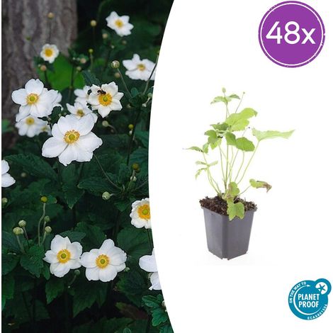 Lot de 48 Anémones d'automne Honorine Jobert - Fleurs Blanches - Pot Ø9cm - 10-25 cm - PANGIVO (1/5)