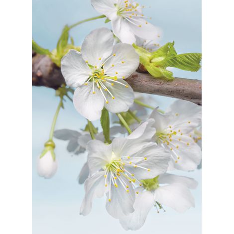 Komar Blossom 184 x 248 cm, Papier peint panoramique XXL2-033, photomurale sur intissé (1/4)