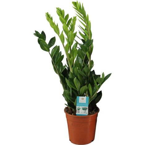 Zamioculcas zamiifolia Plante d'intérieur à feuillage vert brillant Pot 17 cm Hauteur env. 65 cm - PANGIVO (1/4)