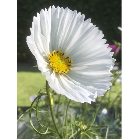 Cosmos 'Cupcakes White' le sachet de 100 graines (1g) (1/2)