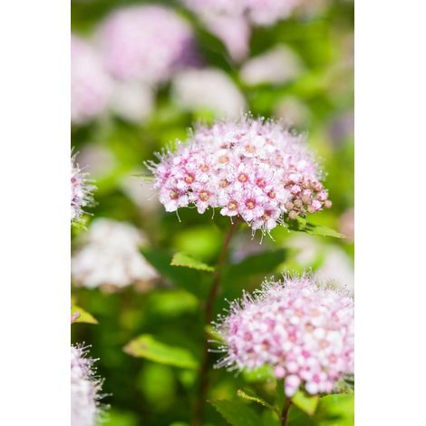 Gardenaria Spirea - Spiraea japonica 'Golden Princess' - Arbusto ornamentale da giardino - Altezza: 50/70 cm (vaso19) (1/2)