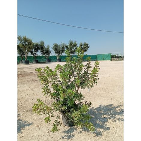 Lentisque Pistacia Lentiscus Buisson 40 cm Plante Méditerranéenne Persistante