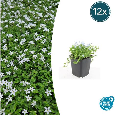 Lot de 12 Isotoma fluviatilis 'Alba' Couvre-sol à Fleurs Blanches Hauteur 10-25 cm Pot Ø9 cm - PANGIVO (1/5)