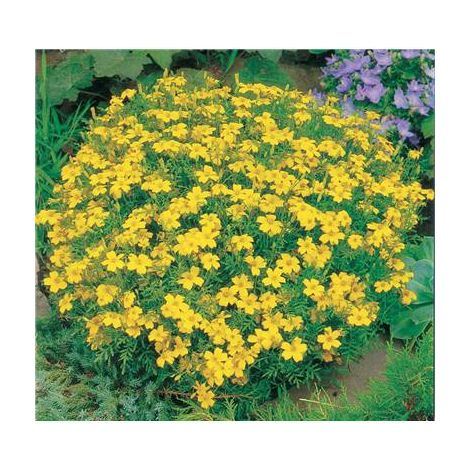 Tagetes signata pumila – Graines de fleurs 0.5 g – Exposition ensoleillée – Floraison juillet à octobre – Hauteur 25 cm – Fabre Graines
