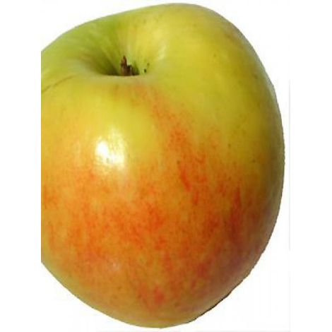 Pommier 'James Grieve' Pot de 7,5L/10L, Gobelet