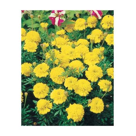 OEILLET D INDE LEMON DROP - 0.5 G