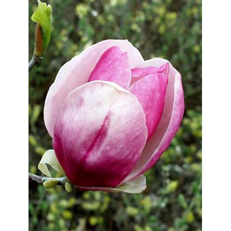 Magnolia x soulangiana 'Rustica Rubra' Pot de 7,5L/10L (1/5)