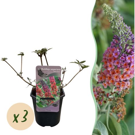 Arbre à Papillons Buddleja davidii Flower Power Lot de 3 Plantes Fleurs Orange Violet Pot 17cm - PANGIVO (1/5)