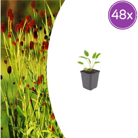 Lot de 48 Sanguisorba officinalis 'Tanna' - Plante Vivace à Fleurs Rouge - Pot Ø 9 cm - 10-25 cm - PANGIVO (1/5)
