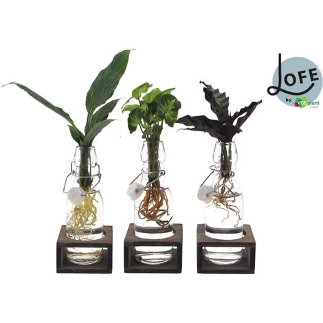 Mix plante d’intérieur mix de feuillage en verre Ann Glass blanc 3 pièces pot 7 cm hauteur 25 cm - PANGIVO