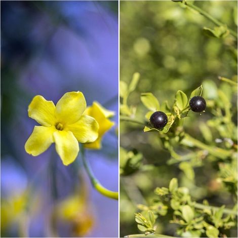 Semillas de Jazm�n Silvestre. Jasminum Fruticans. 10 Gramos