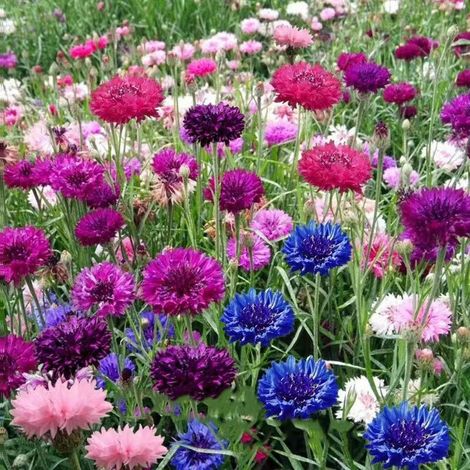 5000 Polka Dot Cornflower Seeds - Wildflower Seeds - Perennial Flower Seeds - Easy to Grow, Suitable for Outdoor Planting