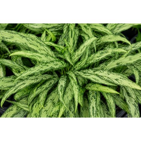 Gardenaria Aglaonema 'Cutlass' - Pianta da interno ornamentale - Altezza: 40 cm (vaso 12) (1/3)