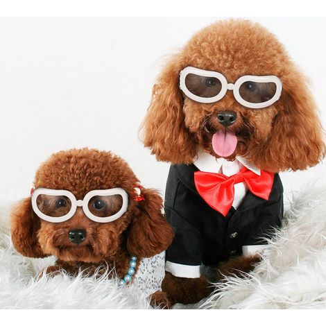 Lunettes de protection pour petits chiens et chats : lunettes anti-buée, anti-vent, imperméables, pour le ski, protection solaire et UV, avec sangles réglables.
