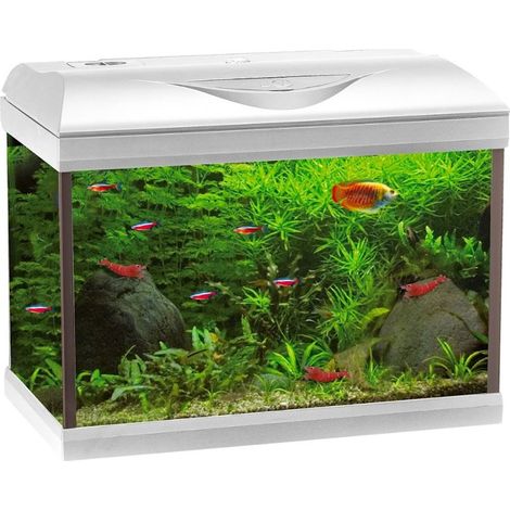 Acquario Amtra Basic 60 LED White 55L con illuminazione LED 8500K, filtro interno biologico e meccanico, ideale per acqua dolce, marina e aquascaping