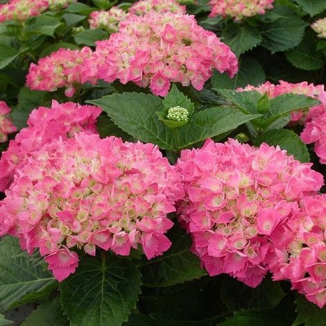 Hortensia de Boeren - Hydrangea macrophylla 'Red Baron' 25-30 cm (1/2)