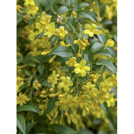 Jasmin d'Italie 'Revolutum' Pot de 3L/4L, Echelle (1/4)