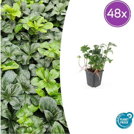 Lot de 48 Pachysandra terminalis 'Green Sheen' Couvre-sol Persistant Vert Brillant 10-25 cm Ø 9 cm - PANGIVO (1/5)