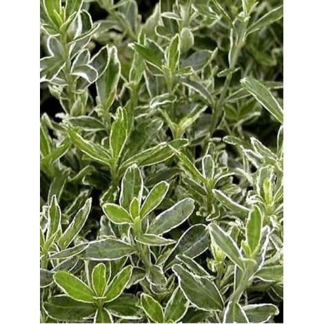 Fusain du Japon 'Microphyllus Albovariegatus' Pot de 2L/3L
