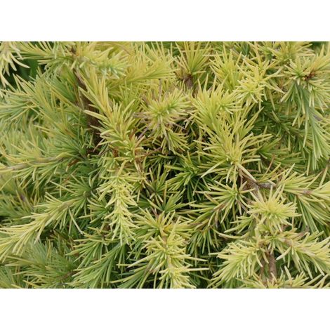 Cèdre de l'Himalaya deodara Lime Glow/Pot de 5L