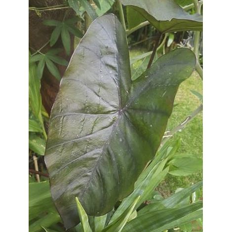 Taro, Madère, Chou-Chine 'Sangria' Pot de 3L/4L (1/3)