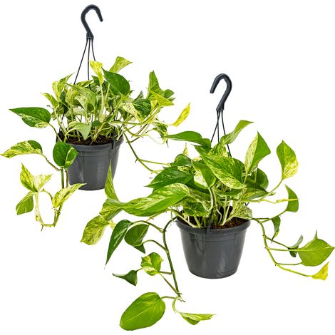 Bloomique - Lot de 2 Scindapsus Marble Queen - Lierre du Diable - Plantes suspendues ou grimpantes - Dépolluantes - Entretien facile - 20-30 cm - Pot Ø15 cm