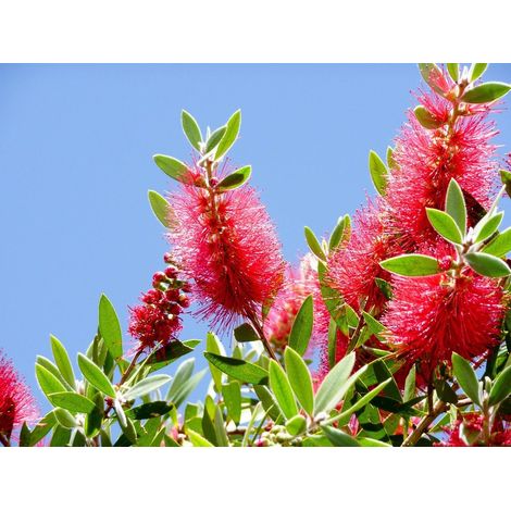 Planta de Callistemon Laevis. Altura: 40/50 Cms