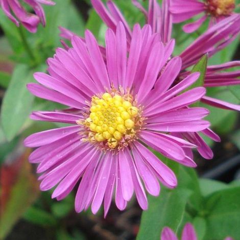 4 x Aster nain  - Aster dumosus 'Jenny'  - godet 9x9 cm (1/4)