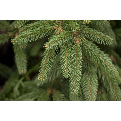 Trauer-Hängefichte 'Inversa' Picea abies 'Inversa' C 7,5 50- 60 (1/4)