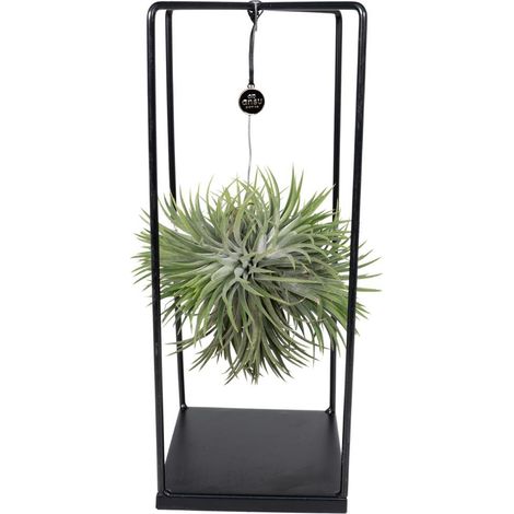 Tillandsia Cube Mix Large Plantes Aériennes Décoratives Hauteur 20 cm Largeur 35 cm - PANGIVO (1/5)