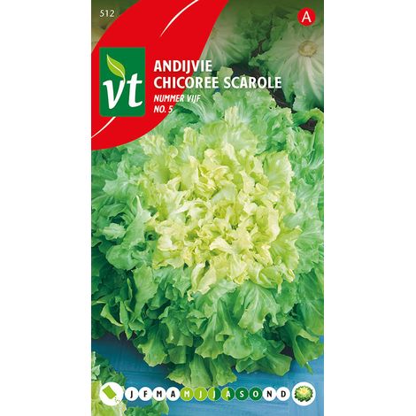 Chicorée Scarole No 5 - Ca. 2 gr (Livraison Gratuite) (1/2)
