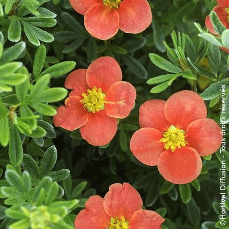 Potentille arbustive Red'issima®/Pot de 3L