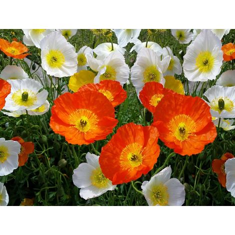 Semillas de Amapola de Islandia. Papaver Nudicaule Giant. 10 Gramos