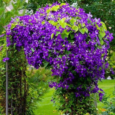 Clématite 'Jackmanii' (Clematis 'Jackmanii') (1/4)