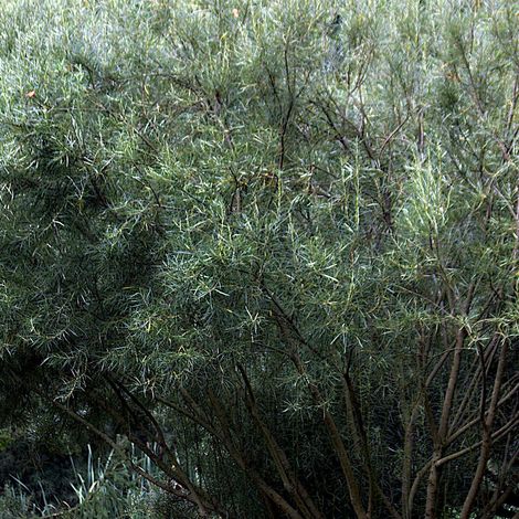 Saule à feuilles d'argousier, Salix/Pot de 3L - 20/40 cm (1/5)