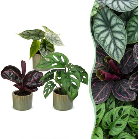 Lot de 3 Plantes d'Intérieur Tropicales Baby Jungle Mix Pots Linnea Olive Ø 6 cm (1/5)