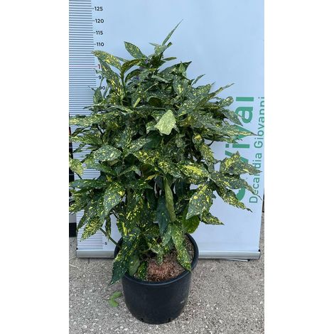 PIANTA DI AUCUBA JAPONICA  IN VASO 35 CM CESPUGLIO (foto reale)