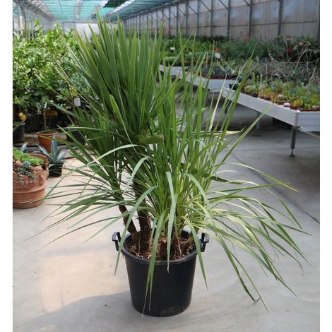 Dracena Dracaena "Cordyline Indivisa" pianta in mastello  40 cm